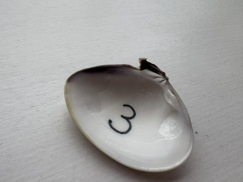 はまぐりの貝殻