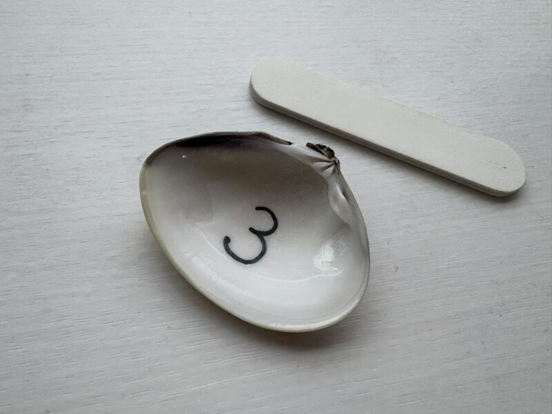 はまぐりの貝殻