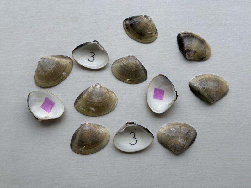 はまぐりの貝殻