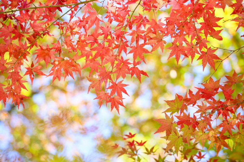紅葉 仕組み