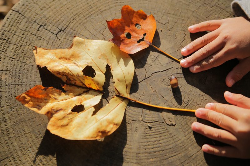 家族 紅葉狩り